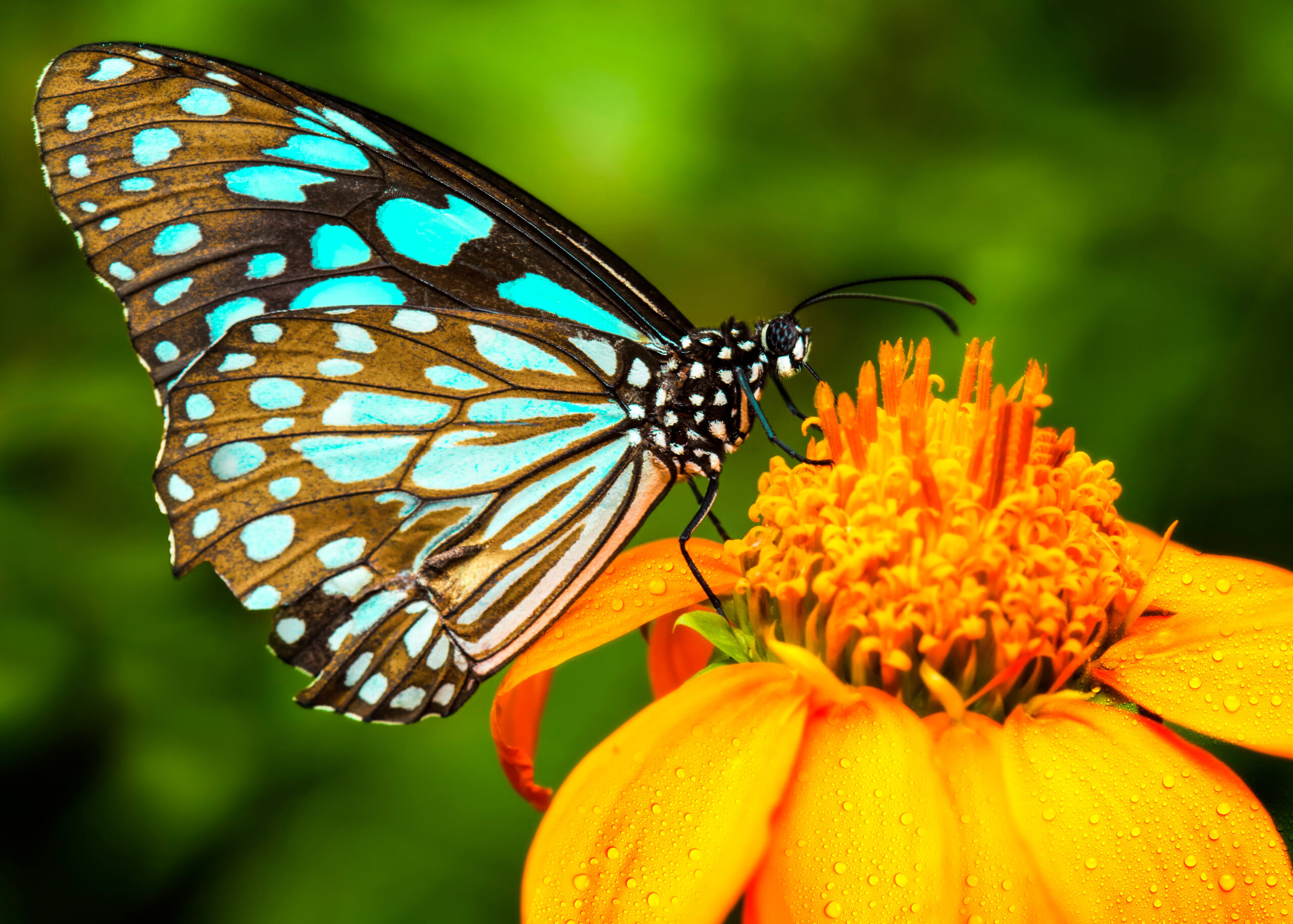 5 Big Benefits Of Butterfly Watching At Your Bradenton, FL Independent Living Facility